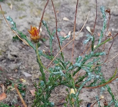 Ursinia discolor