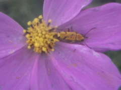 Ochraethes tomentosus