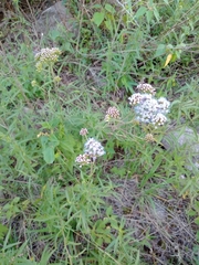 Chromolaena arnottiana