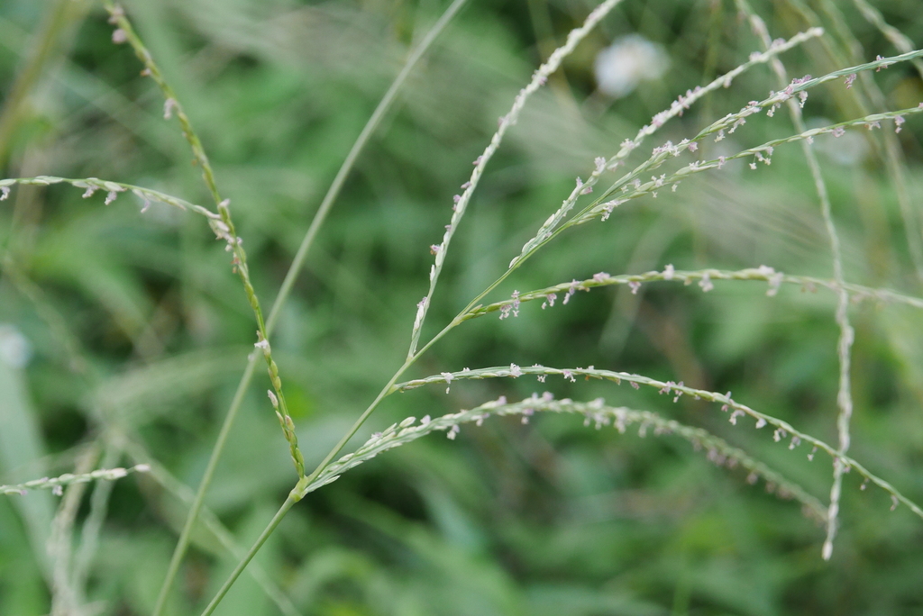 Digitaria setigera