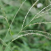 Digitaria setigera - Photo (c) 博甫, μερικά δικαιώματα διατηρούνται (CC BY-NC), uploaded by 博甫