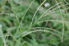 East Indian Crabgrass - Photo (c) 博甫, some rights reserved (CC BY-NC), uploaded by 博甫
