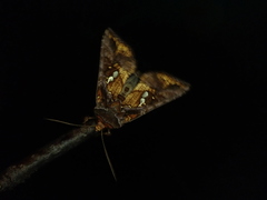 Antoculeora locuples