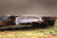 Dictydiaethalium plumbeum