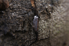 Dictydiaethalium plumbeum