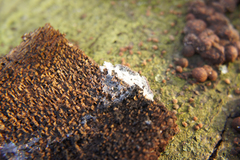 Dictydiaethalium plumbeum