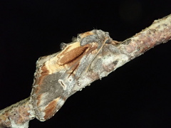 Notodonta dembowskii