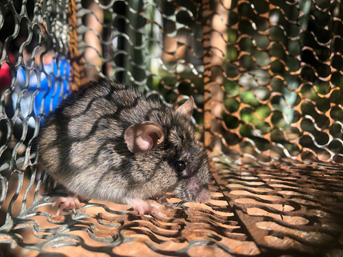Taiwan Field Mouse