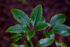 Cheirodendron trigynum