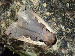 Dichagyris triangularis