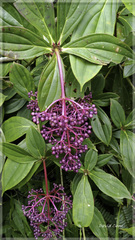 Medinilla formosana