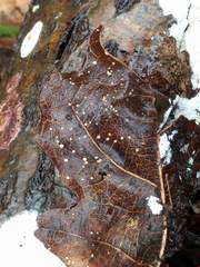 Marasmius bulliardii