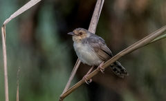 Cisticola erythrops