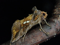 Antoculeora locuples