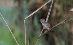 Cisticola erythrops