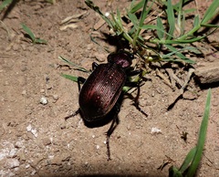 Calosoma argentinense