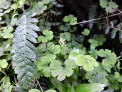 Hydrocotyle elongata