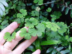 Hydrocotyle elongata