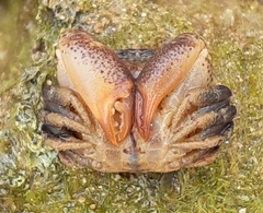 Menippidae