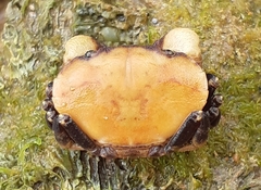 Menippidae
