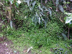 Hydrocotyle elongata