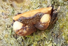 Menippidae