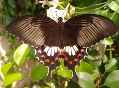 Papilio polytes stichius