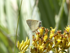 Allosmaitia strophius