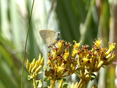 Allosmaitia strophius