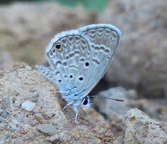 Hemiargus hanno hanno