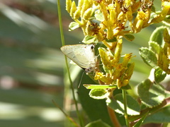 Allosmaitia strophius