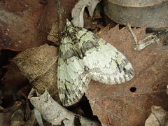 Hydriomena impluviata