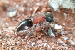 Pseudomethoca gounellei