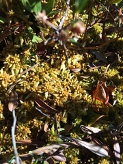 Sphagnum
