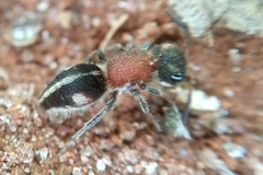 Pseudomethoca gounellei