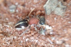 Pseudomethoca gounellei