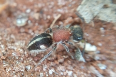 Pseudomethoca gounellei