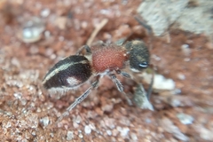 Pseudomethoca gounellei