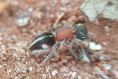 Pseudomethoca gounellei