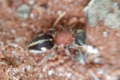 Pseudomethoca gounellei