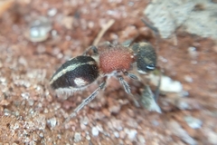 Pseudomethoca gounellei