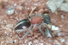 Pseudomethoca gounellei