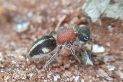 Pseudomethoca gounellei