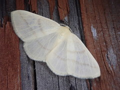 Parabapta aetheriata