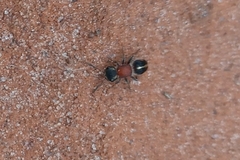 Pseudomethoca gounellei