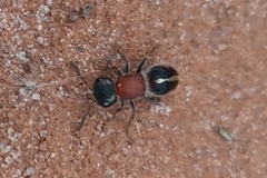 Pseudomethoca gounellei