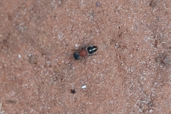 Pseudomethoca gounellei