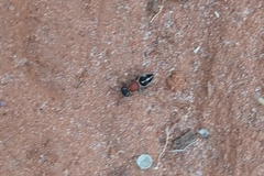 Pseudomethoca gounellei