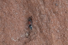 Pseudomethoca gounellei