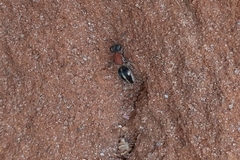 Pseudomethoca gounellei